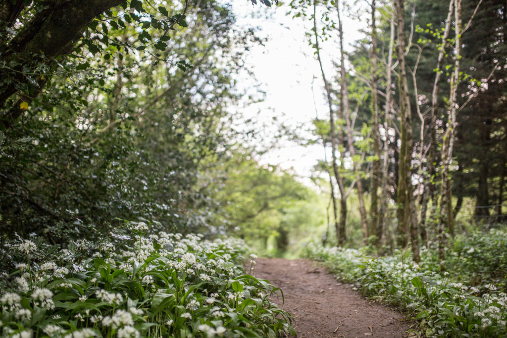 Footpath running through woods with lots of wild garlic growing