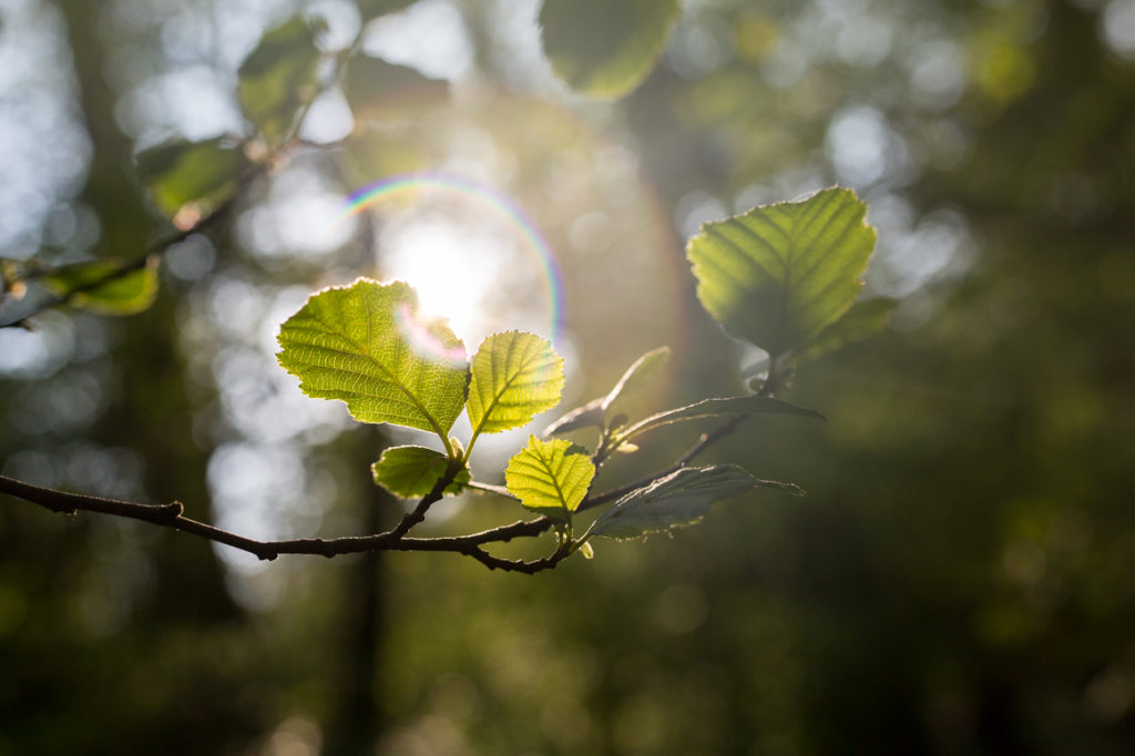 Sunlight shining through leaf of a Beech tree.