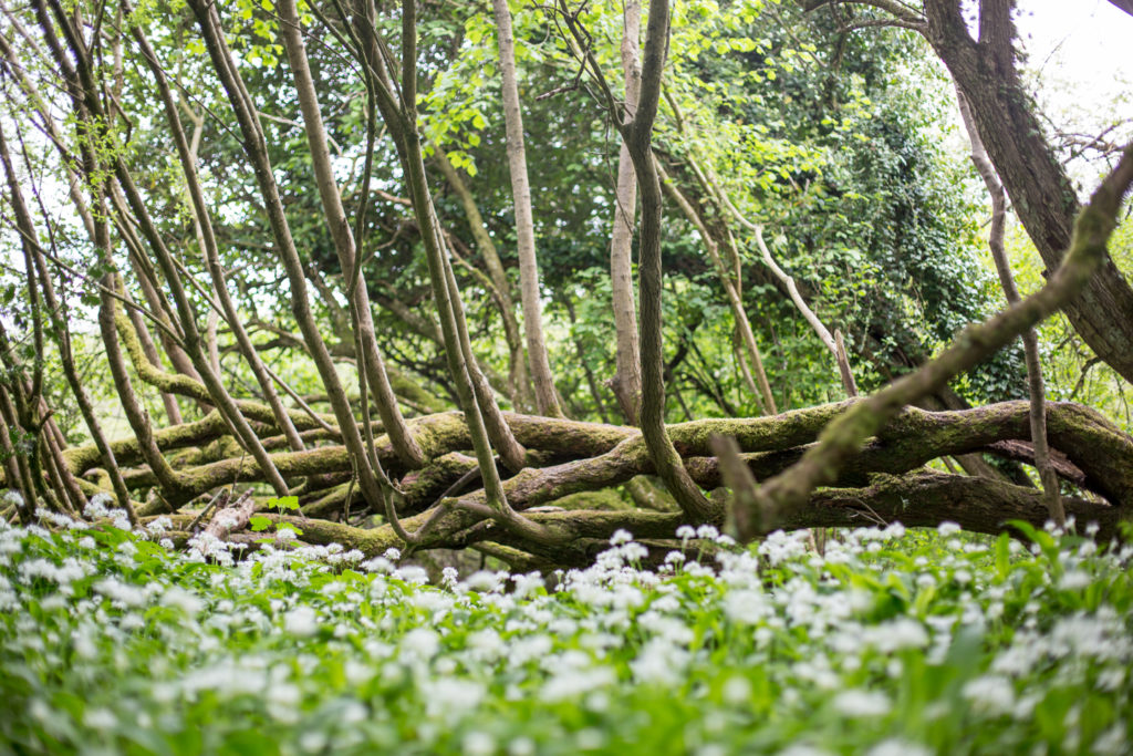 Interesting tree formation surrounded by wild garlic flowers