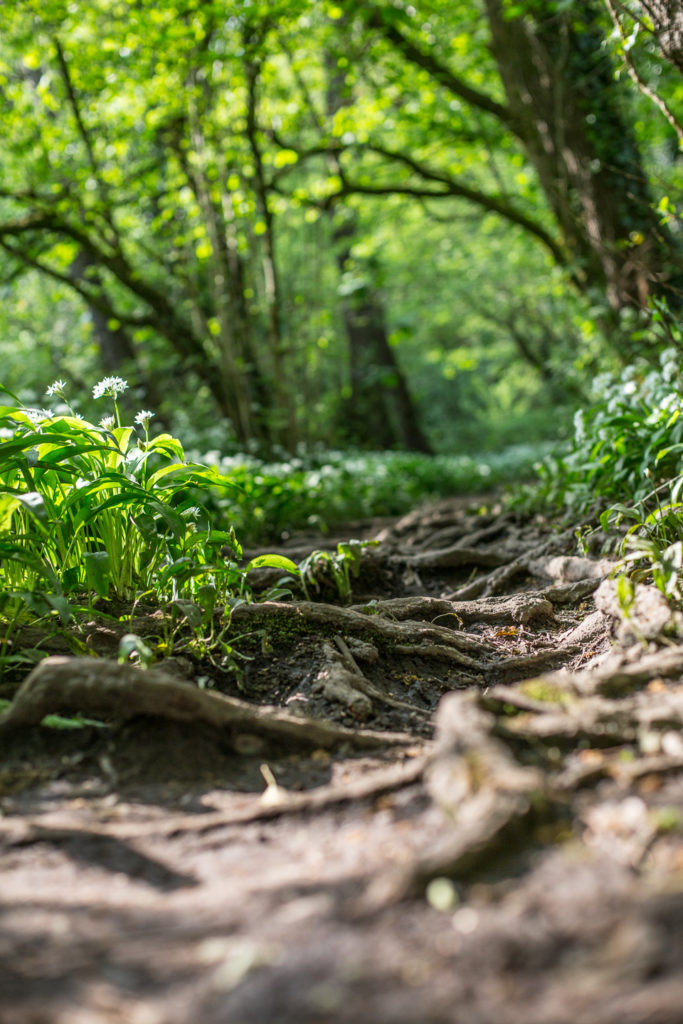 well worn woodland footpath with many exposed tree roots and wild garlic flowers